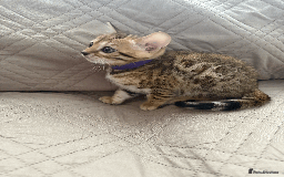 Bengal cats for sale: 🐾 Purebred Bengal Kittens for Sale 🐾 - Image 5