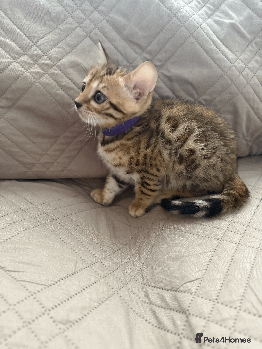 Bengal cats for sale: 🐾 Purebred Bengal Kittens for Sale 🐾 - Image 5