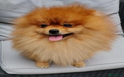 Pomeranian dogs for sale: Adorable Pomeranians 🩷🥰 - Image 8