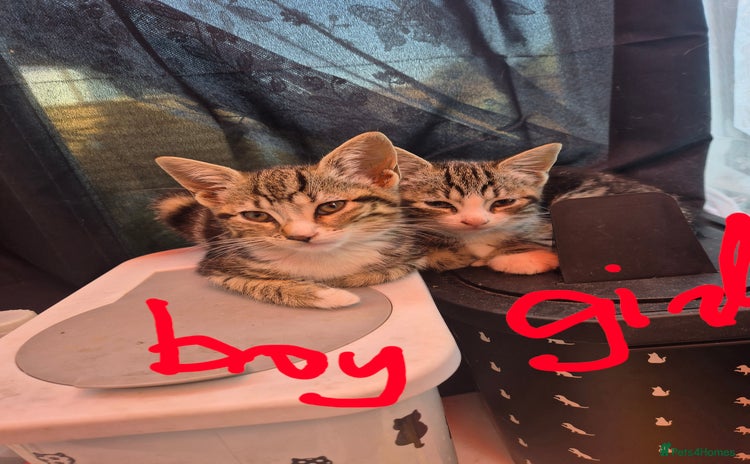 Mixed Breed cats - Advert 7