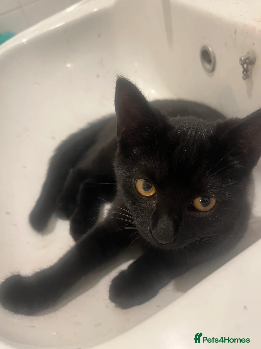 Mixed Breed cats for sale: Loving Black cat  - Advert 1