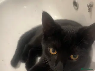 Mixed Breed cats Loving Black cat - Advert 1