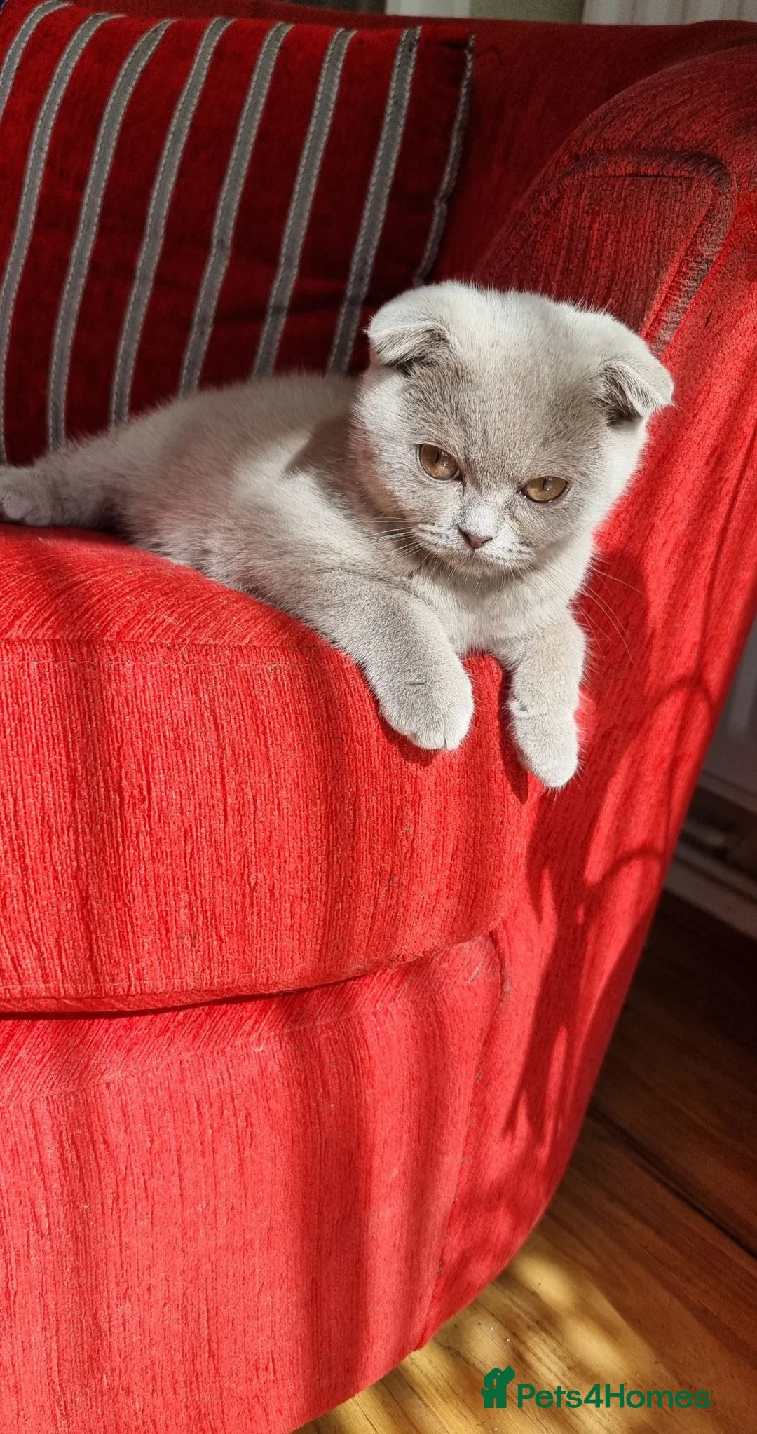 Scottish Fold cats for sale: Two Gorgeous kittens left 🐾😻🐾 - Advert 1