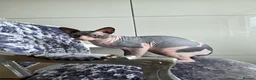 Sphynx cats for stud: 1 year Canadian spynx boy looking for nice girl  - Advert 3