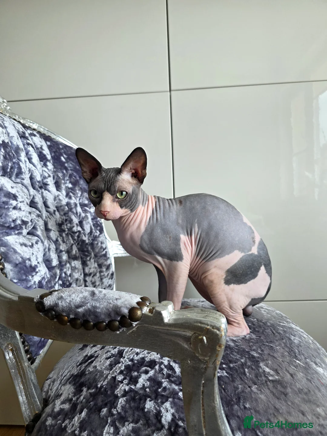 Sphynx cats for stud: 1 year Canadian spynx boy looking for nice girl  - Advert 3