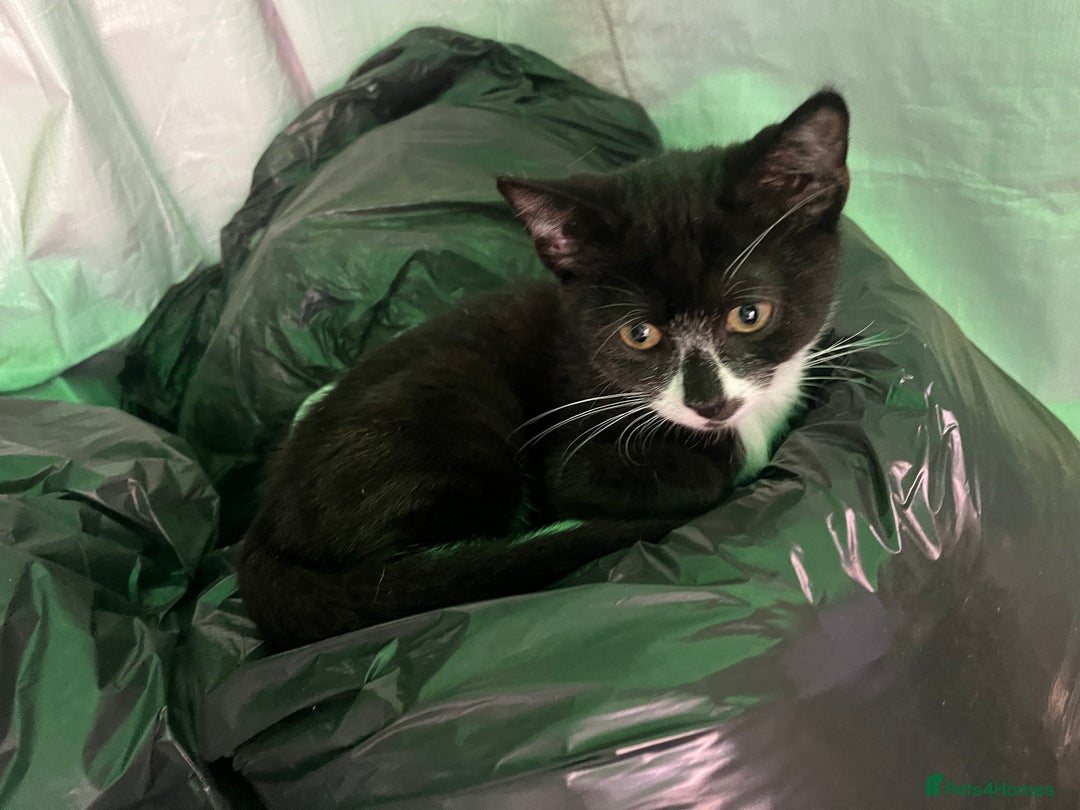 Mixed Breed cats for sale: Pistachio  - Image 1