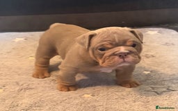 English Bulldog dogs for sale: English bulldog puppies - Image 19