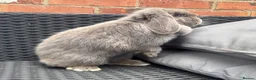 Mini Lop rabbits for sale: Lilac split Pure bred Mini lop female 1 year old  - Advert 8
