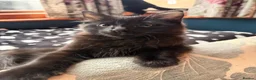 Mixed Breed cats for sale: Boy Kittens Looking for Their Forever Homes - Advert 6