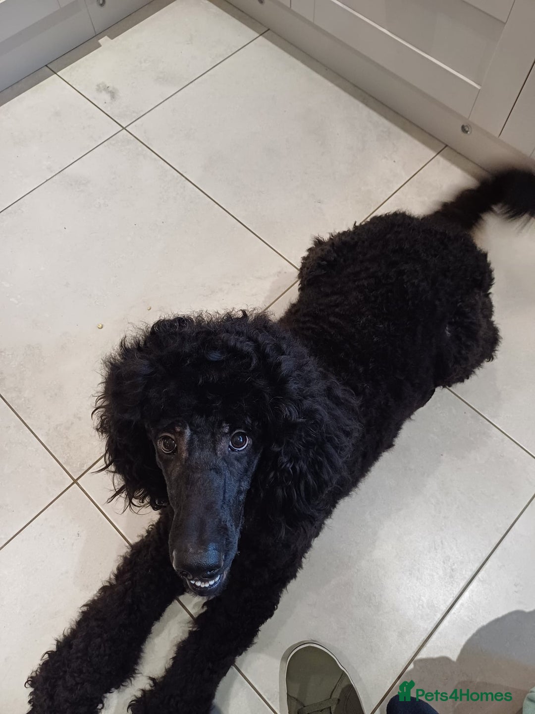 Standard Poodle dogs for stud: Hugo Standard Poodle available for stud  - Advert 4