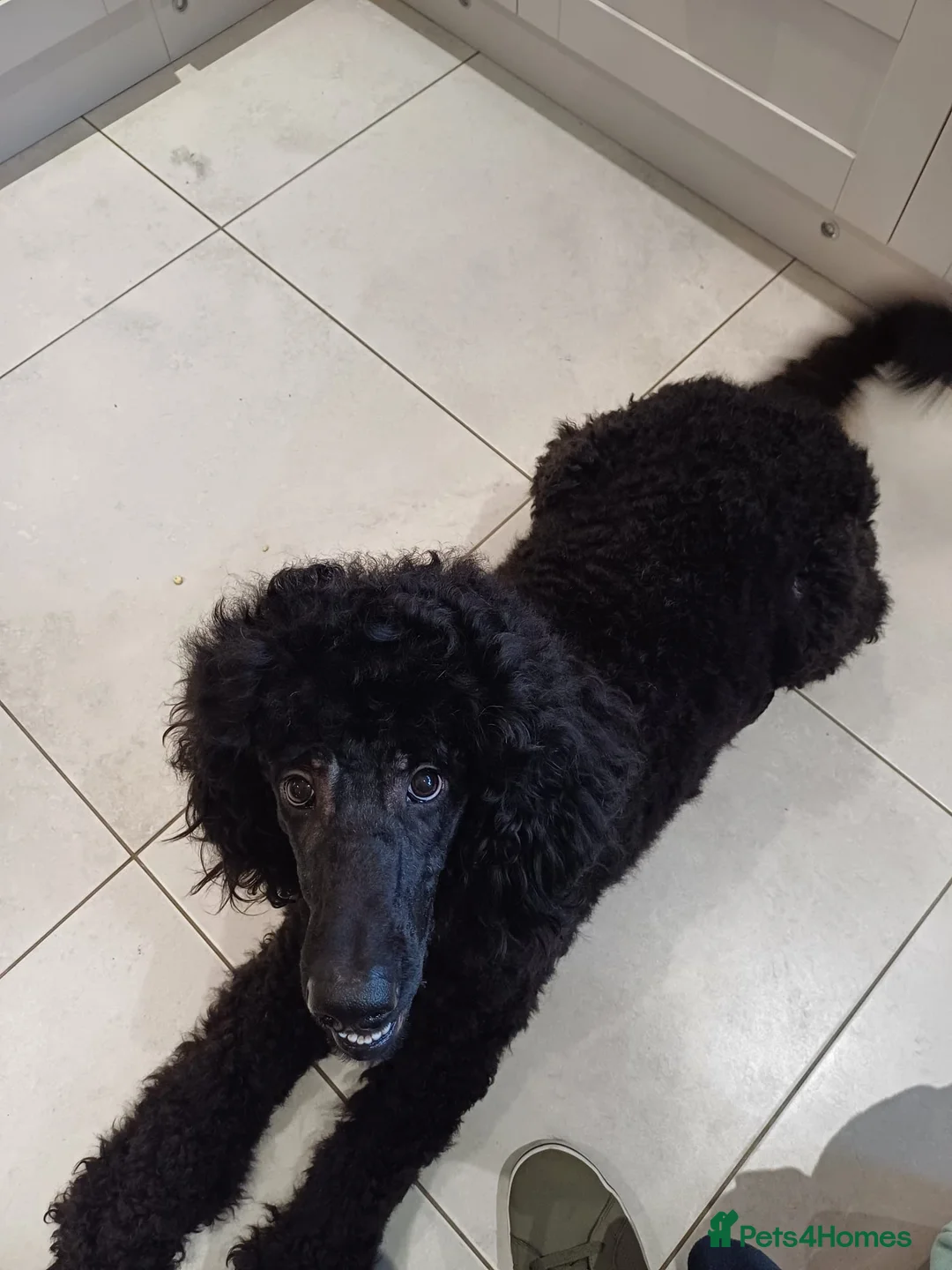 Standard Poodle dogs for stud: Hugo Standard Poodle available for stud  - Advert 4