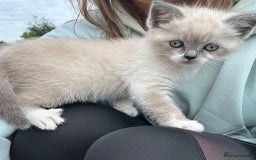 Ragdoll cats for sale: Female, adorable Ragdoll mix breed  - Image 4