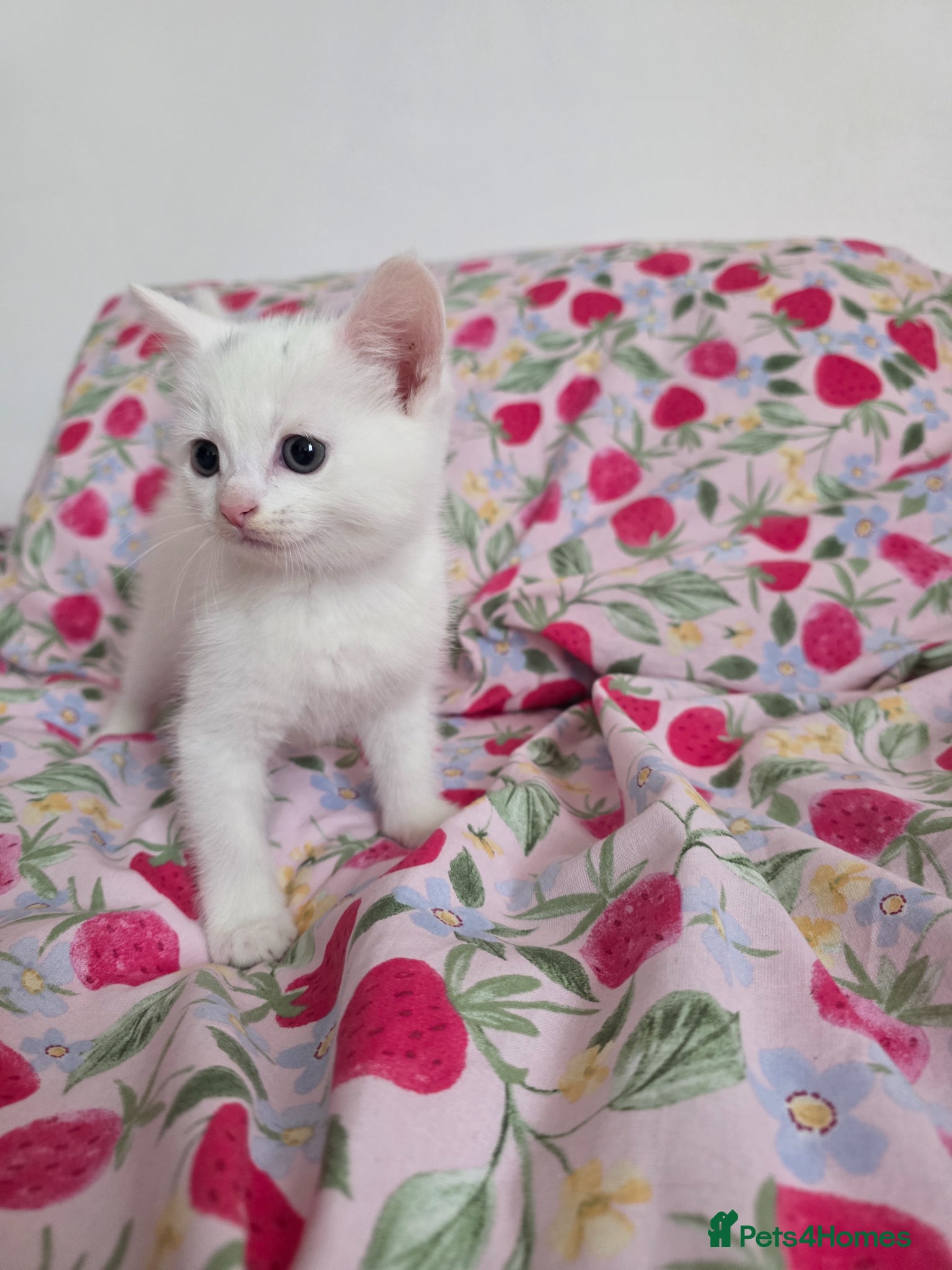 Mixed Breed cats for sale: 🩷🐈‍⬛All kittens are now reserved. - Advert 6