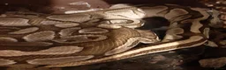Python Snake reptiles for sale: Caramel ball python  - Advert 12
