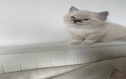 Ragdoll cats for sale: GCCF Family Reared Ragdoll Kittens - Image 4