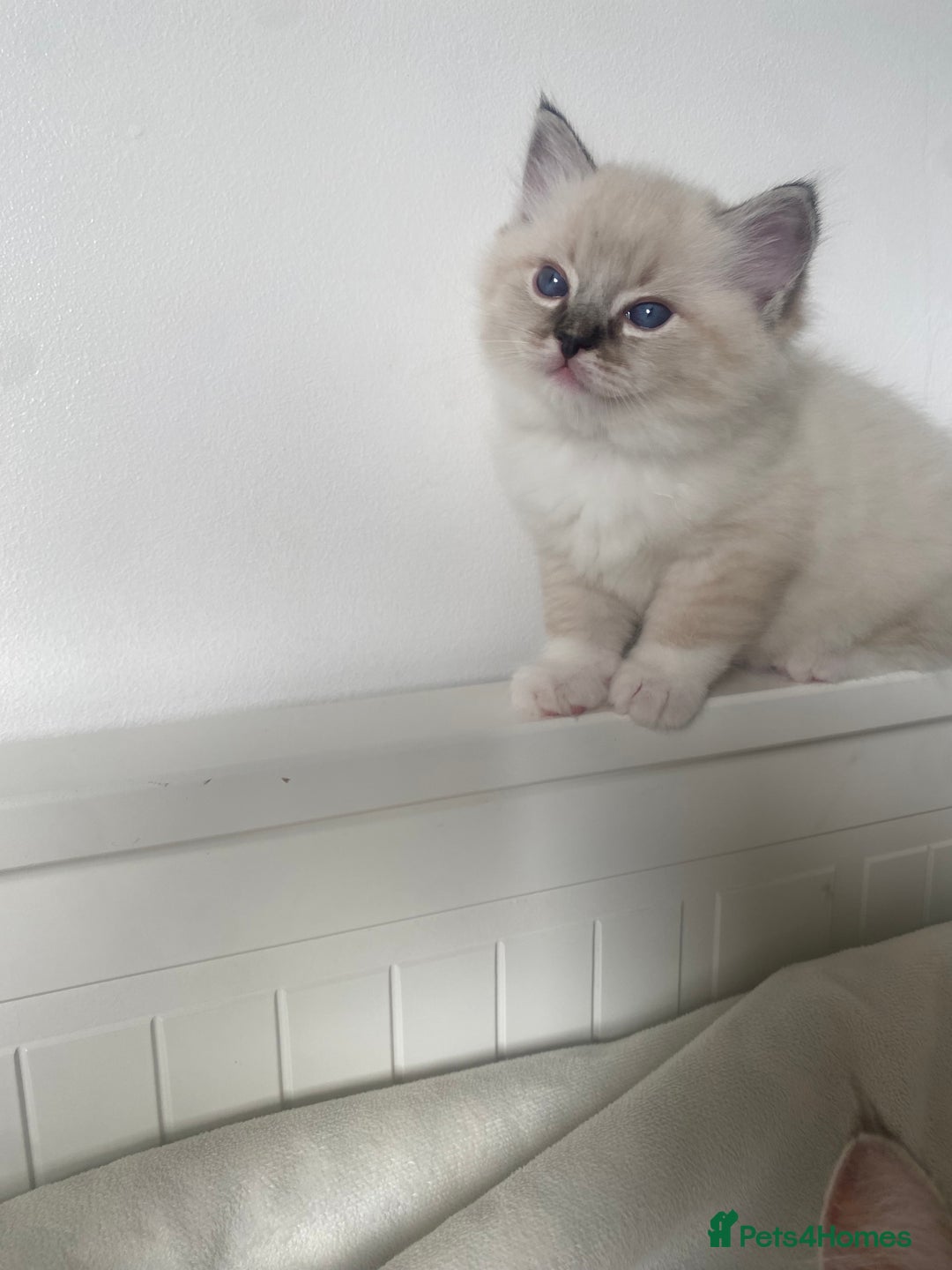 Ragdoll cats for sale: GCCF Family Reared Ragdoll Kittens - Image 4