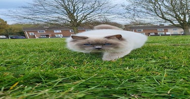 Ragdoll cats in Ilkeston - Advert 1