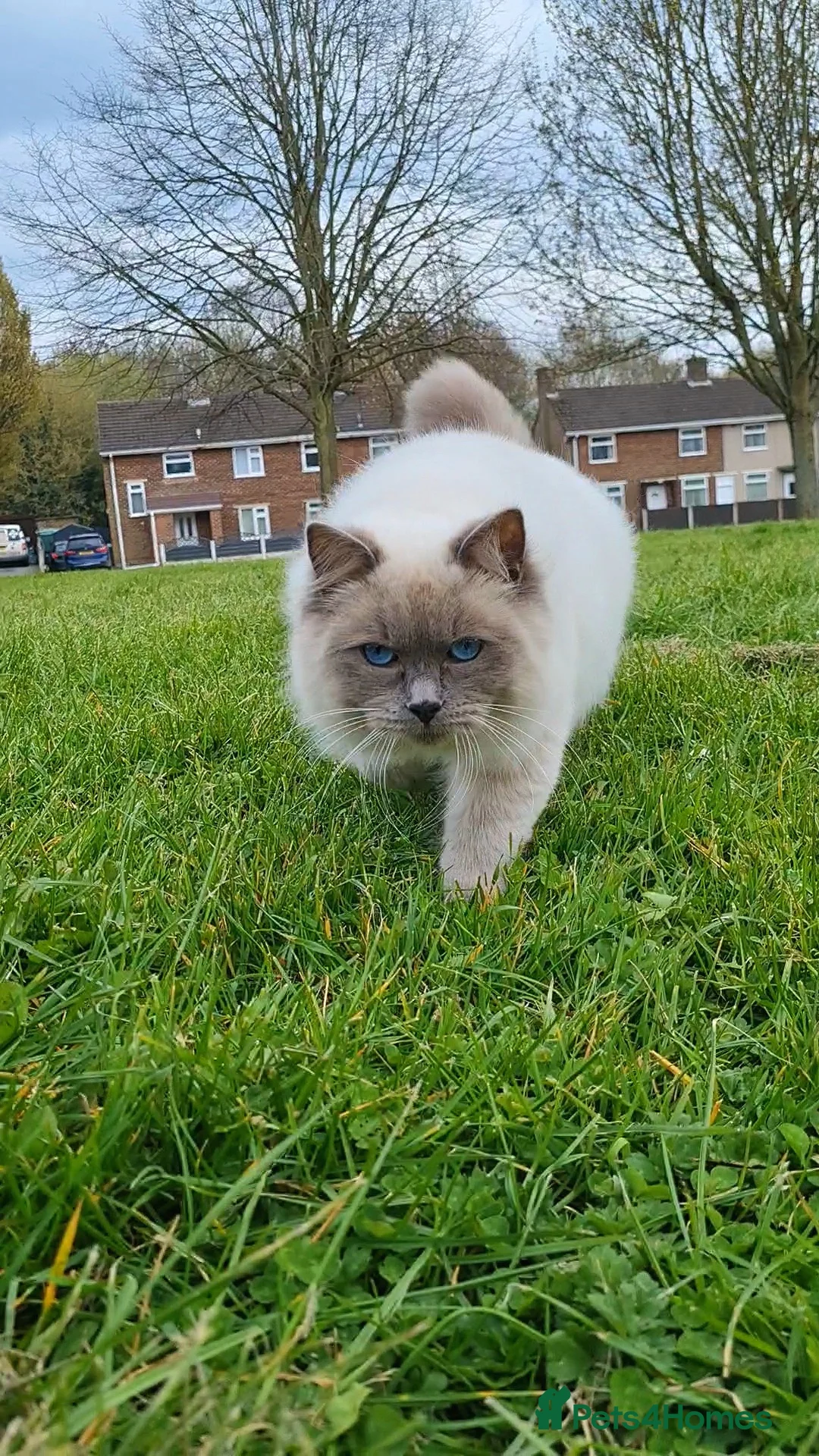 Ragdoll cats for stud: Stud Muffin in Ilkeston - Advert 3
