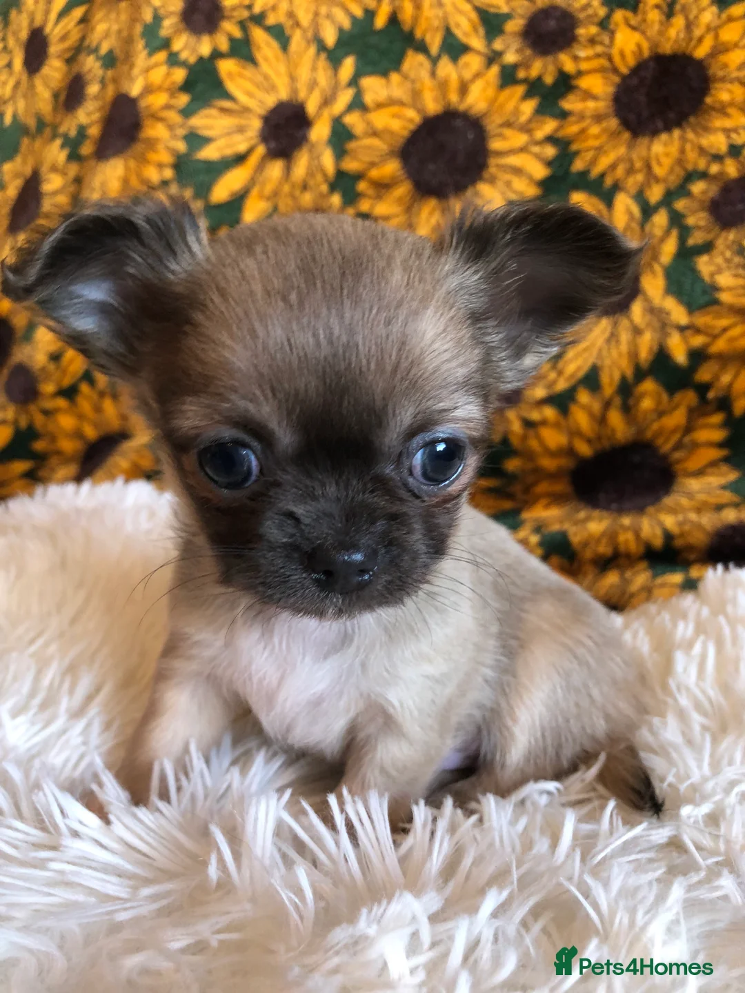 Chihuahua dogs for sale: Long haired and short haired chihuahua puppies - Advert 13