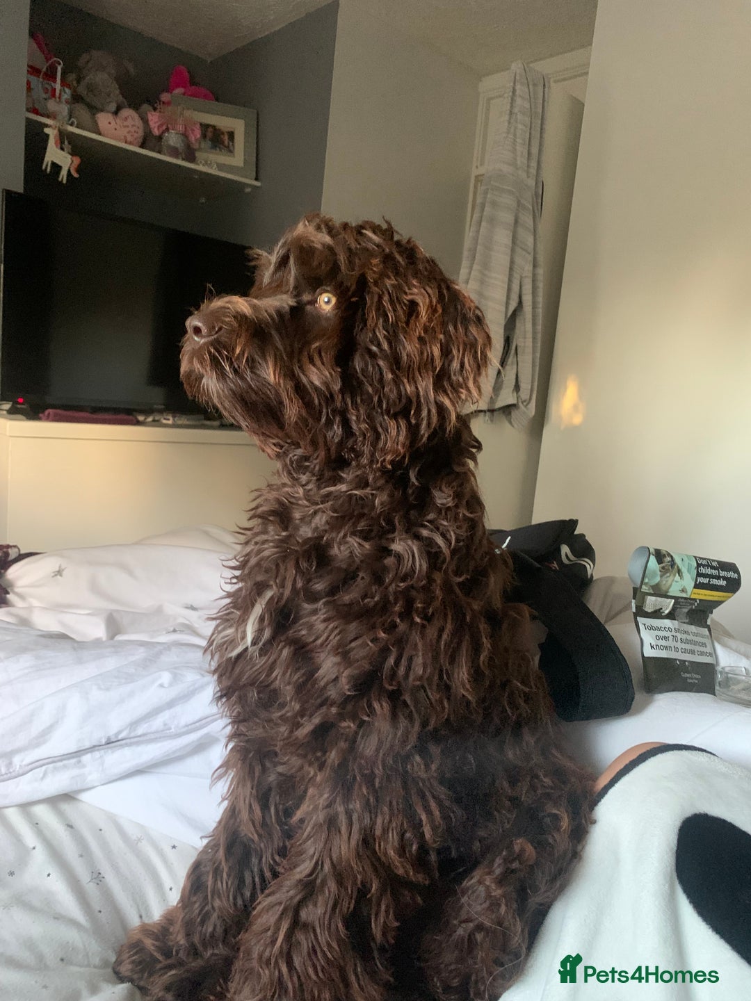 Cockapoo dogs for sale: 1 year old male cockapoo  - Advert 18