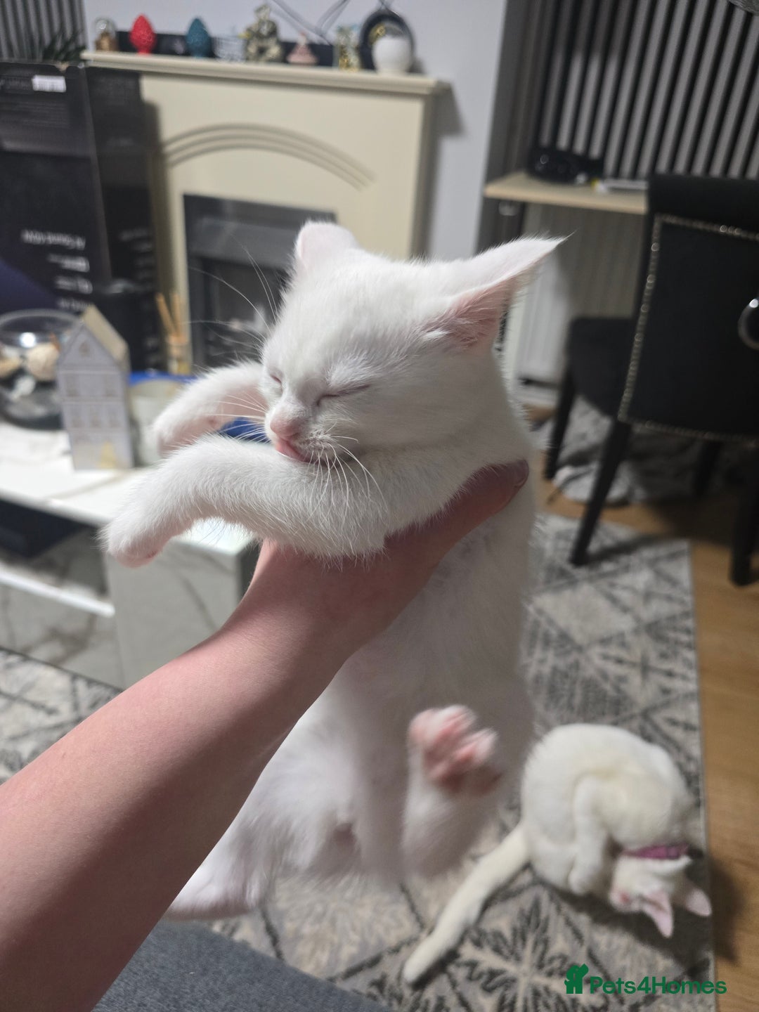 Mixed Breed cats for sale: 2 white kittens and 1 3-coloured for sale - Advert 15