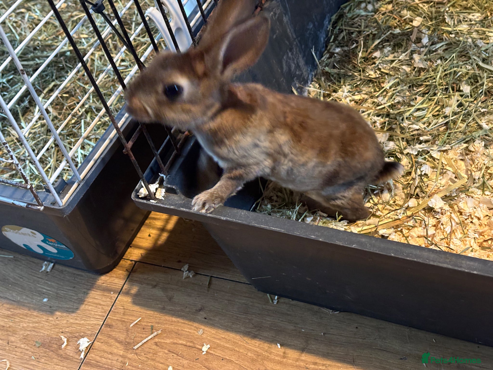 Rex rabbits for sale: Gorgeous velvet Rex babies - Advert 2