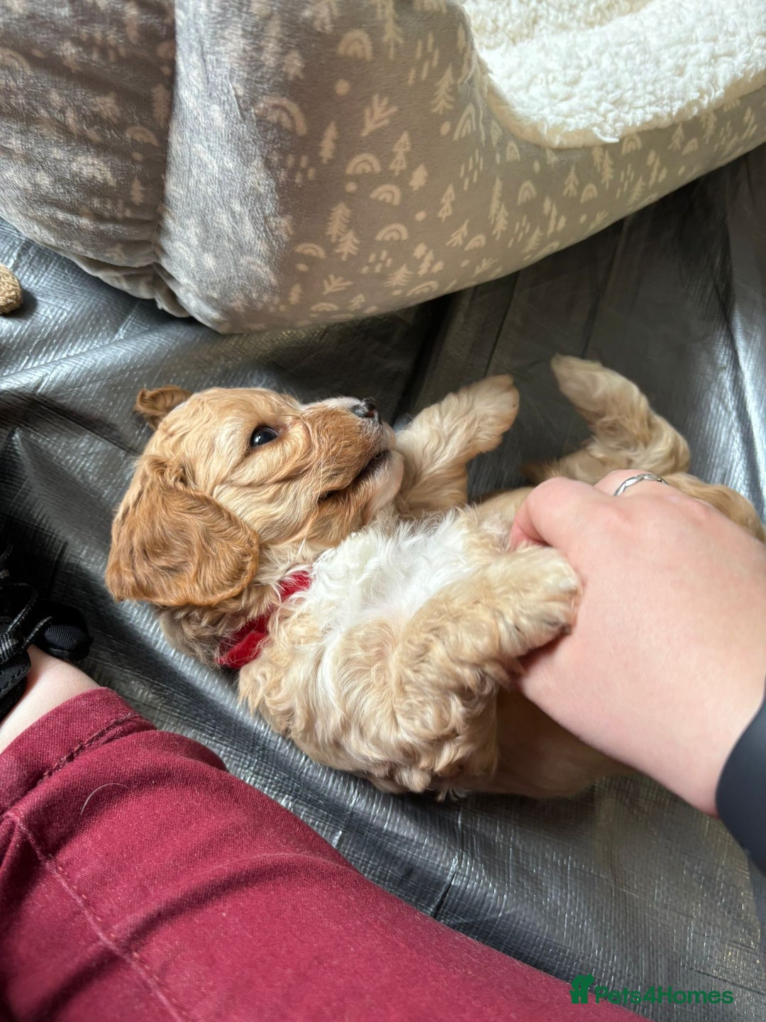 Cavapoo dogs for sale: Beautiful healthy cavapoo puppies - Image 15
