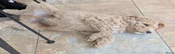 Goldendoodle dogs for sale: 🐾 Beautiful Standard Goldendoodle Puppies 🐾 - Advert 24