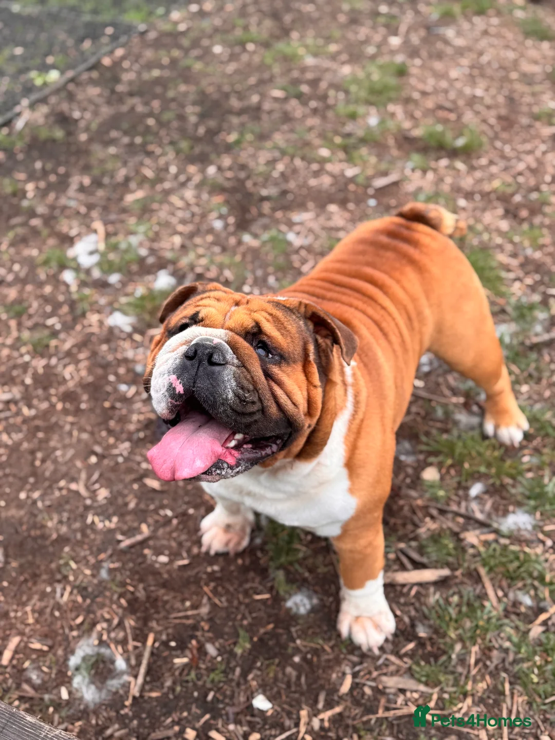 English Bulldog dogs for stud: Stunning Red/white English bulldog for stud  - Advert 1