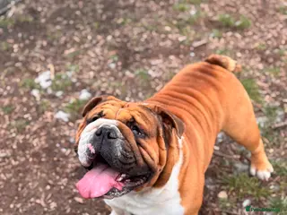 English Bulldog dogs Stunning Red/white English bulldog for stud - Advert 4