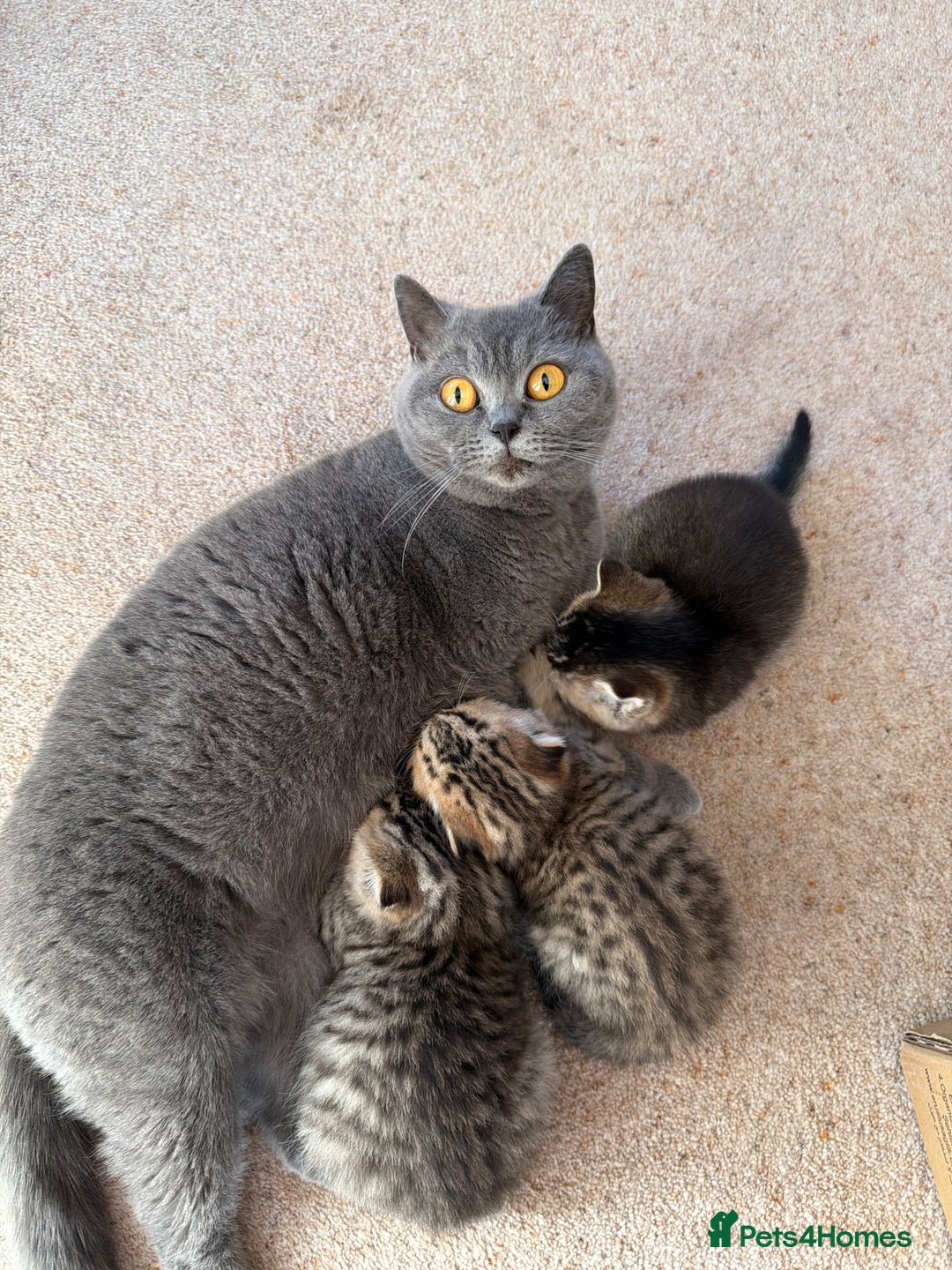 Scottish Fold cats for sale: SCOTTISH FOLD & BRITISH SHORTHAIR  - Advert 5