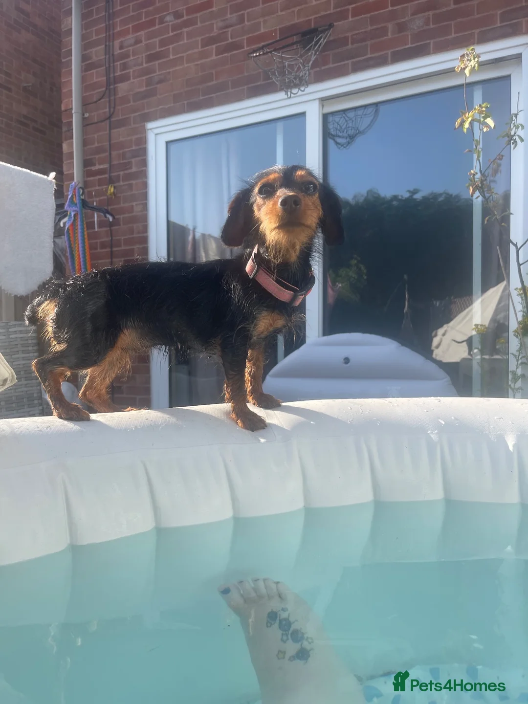 Mixed Breed dogs for sale: Rehoming Susan the Dachshund/ Yorkie in Derby - Advert 3