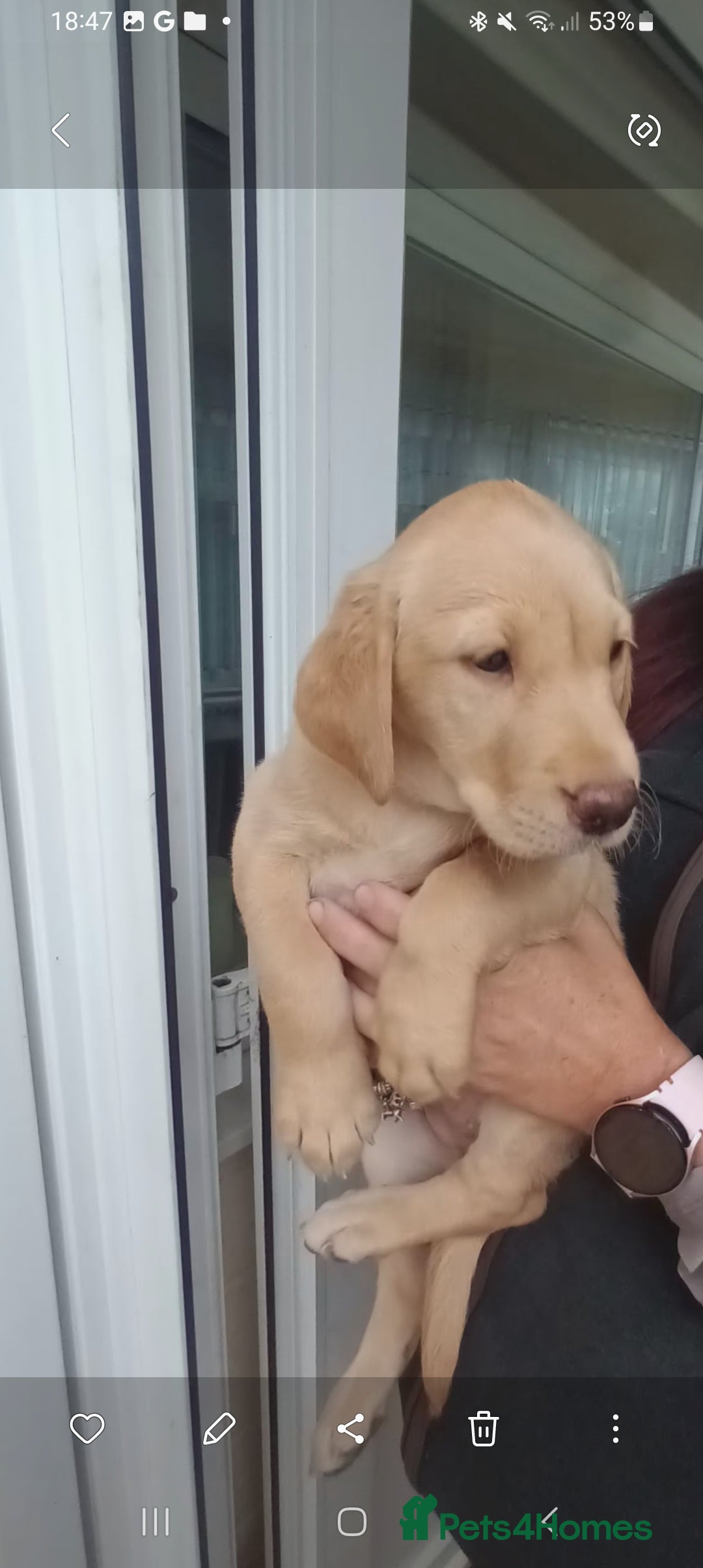 Labrador Retriever dogs for sale: X2 male x3 bitch lab pups  - Image 5