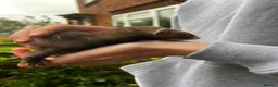 Ferret rodents for sale: Ferret kits  in Belper - Advert 7