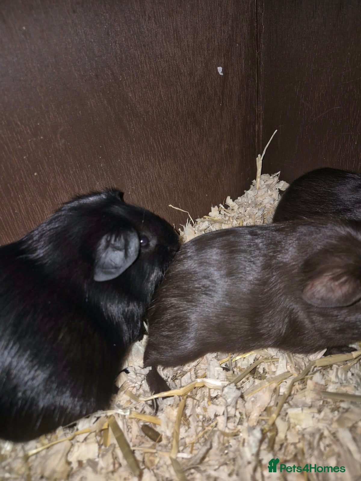 Guinea Pig rodents Trio of guinea pigs  - Advert 17