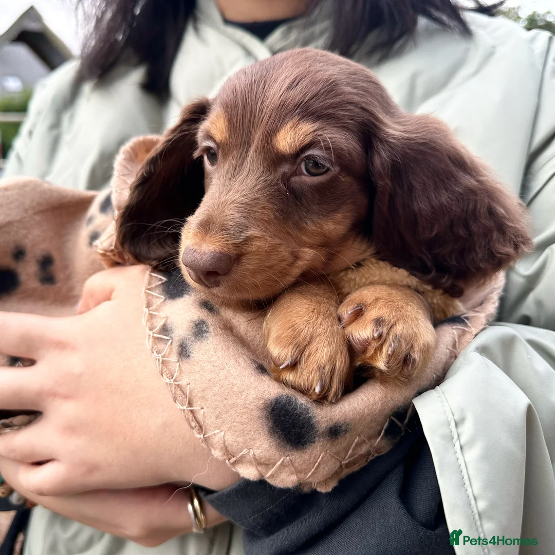 Dachshund dogs for stud: Standard Silver Dapple Long Haired Dachshund Stud in Bishop Auckland - Advert 17