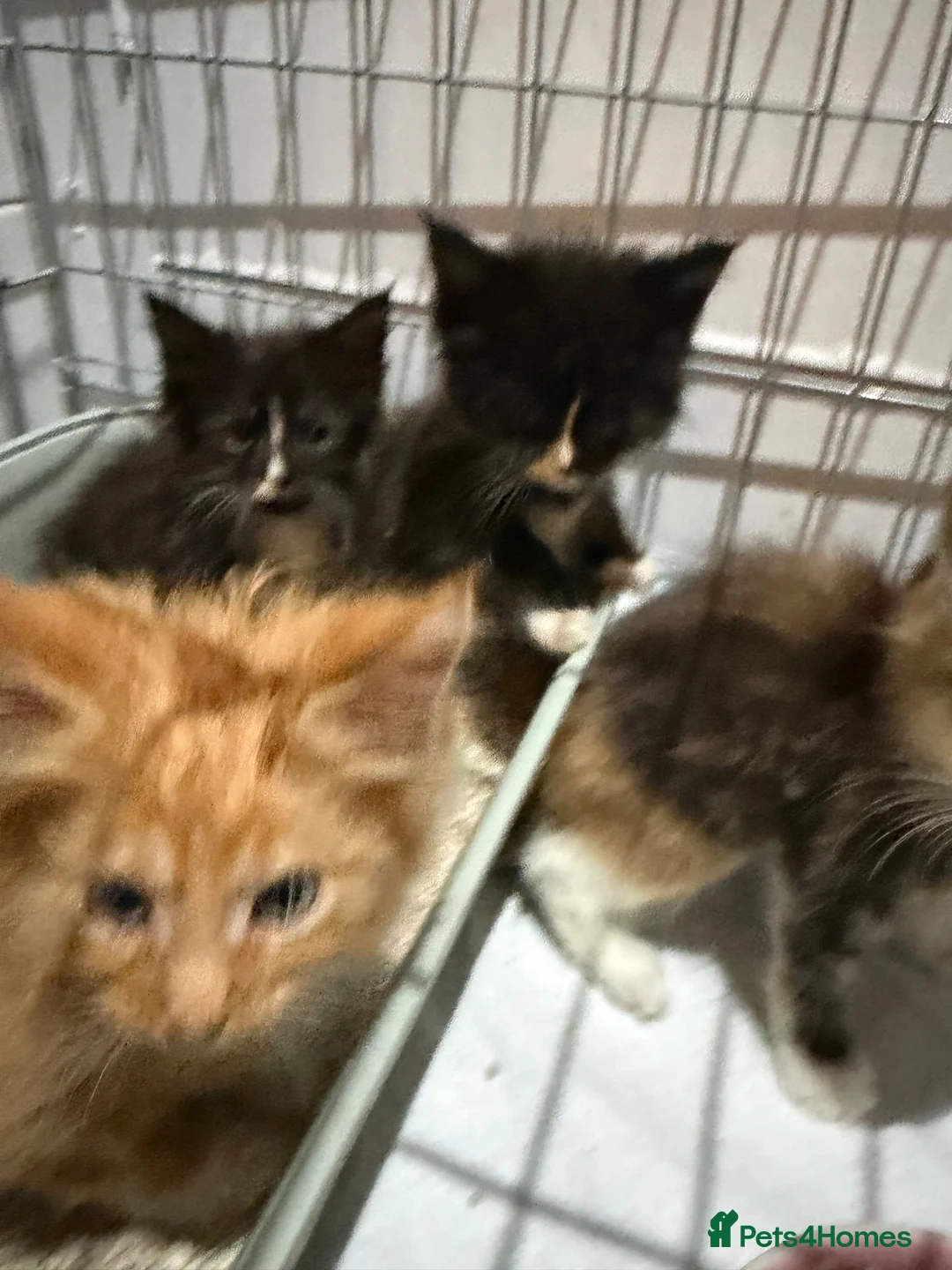 Maine Coon cats for sale: Maincoon kittens  - Advert 2