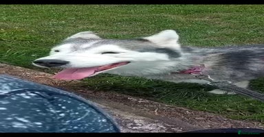 Siberian Husky dogs Pure Bred Siberian Husky for rehoming  - Advert 1