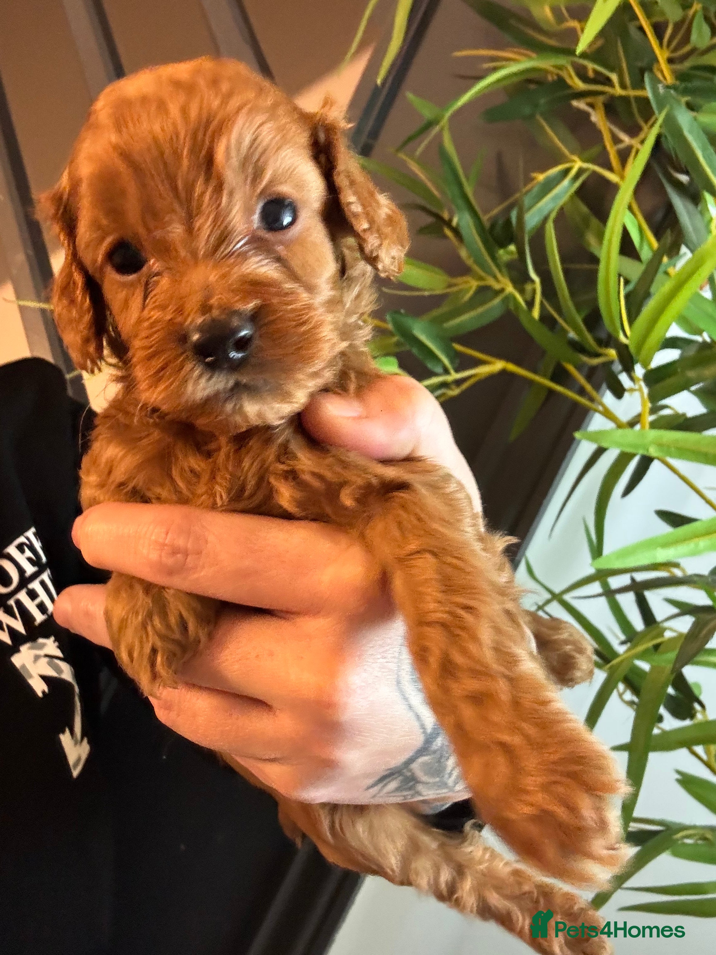 Cockapoo dogs  F1b Miniature Cockapoo Puppies fox red colour  - Advert 5