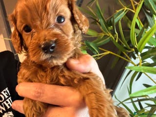 Cockapoo dogs F1b Miniature Cockapoo Puppies fox red colour - Advert 5