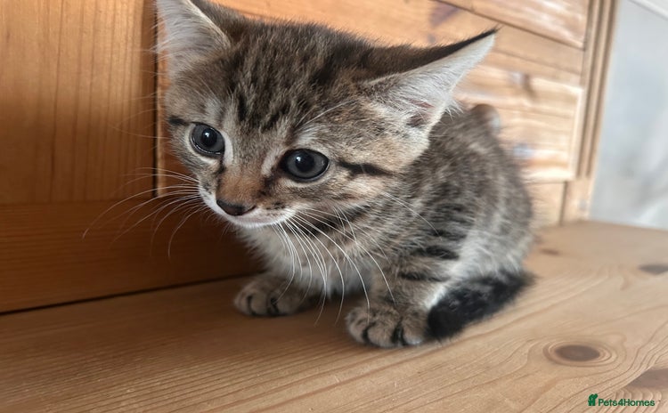 Mixed Breed cats - Advert 3