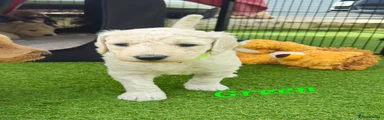 Double Doodle Puppy 2