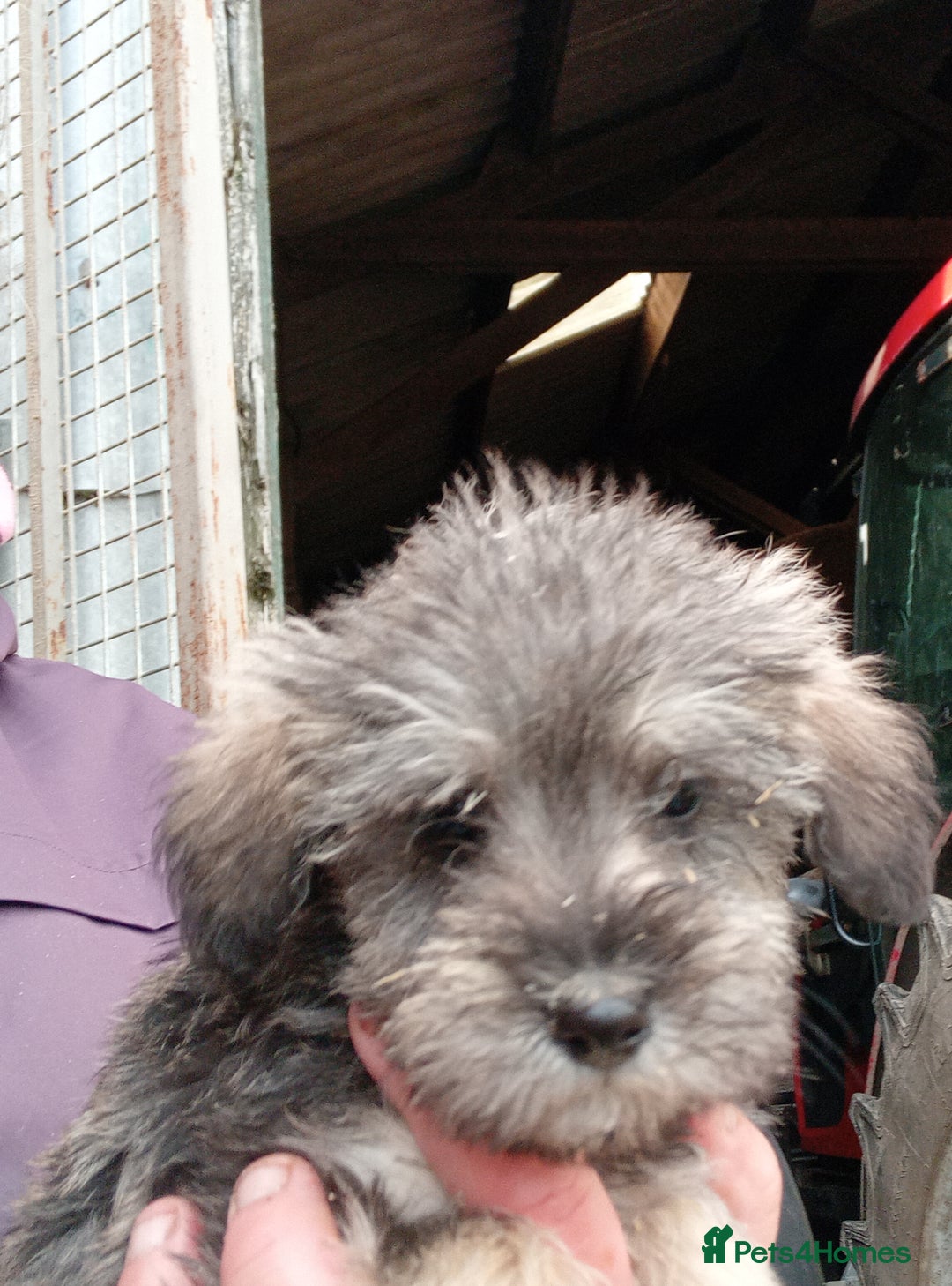Mixed Breed dogs for sale: Schnoodle pups - Advert 6