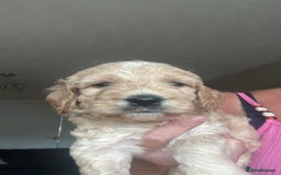 Irish Doodle dogs for sale: Gorgeous Miniature F1 Irish Doodles - Image 39