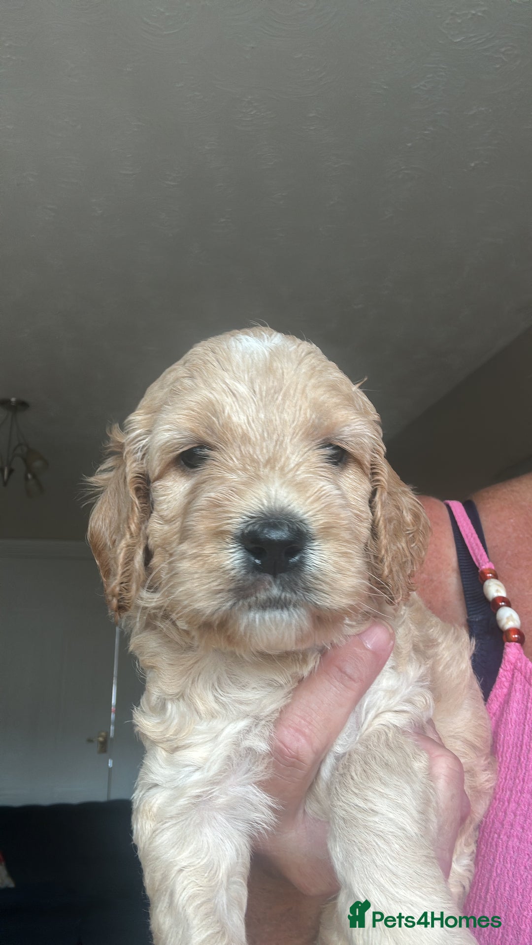 Irish Doodle dogs for sale: Gorgeous Miniature F1 Irish Doodles - Image 39