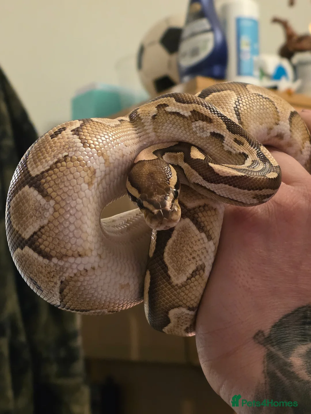 Python Snake reptiles for sale: Female juvenile ball python - Advert 1