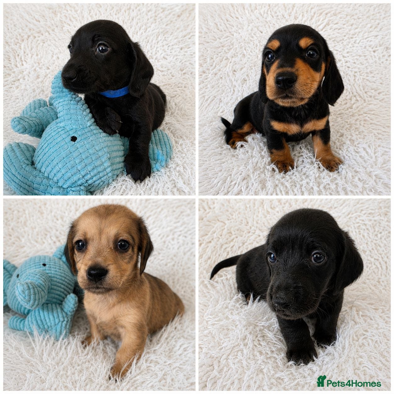 Miniature Dachshund dogs KC reg, solid Black puppies  - Advert 1