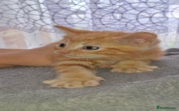 Mixed Breed cats for sale: Kittens looking for a forever home 🏡  - Image 9