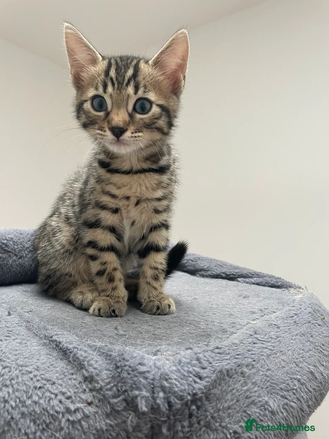 Bengal cats for sale: Bengal X READY NOW  - Advert 27