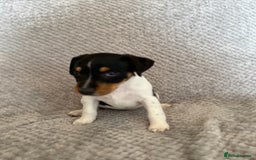 Jack Russell dogs for sale: Stunning tri coloured Jack Russel girl available  - Image 13